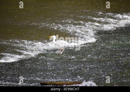 heron steht in einer Kaskade Stockfoto