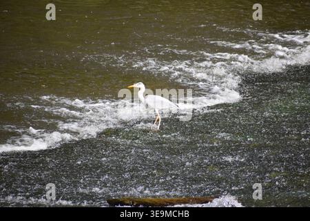 heron steht in einer Kaskade Stockfoto