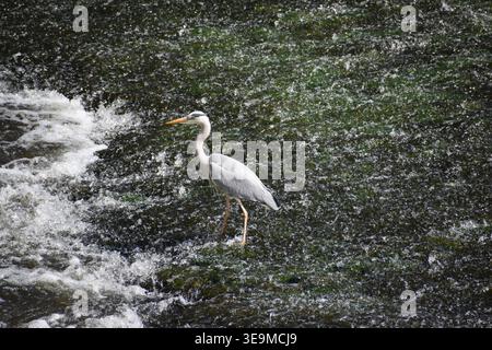 heron steht in einer Kaskade Stockfoto