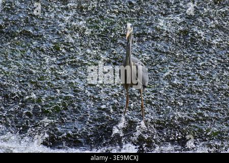 heron steht in einer Kaskade Stockfoto