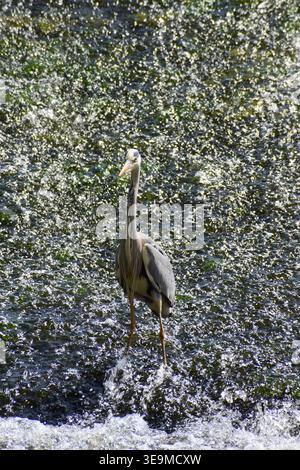 heron steht in einer Kaskade Stockfoto