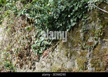 Pflanzen, die in einer alten Mauer wachsen Stockfoto