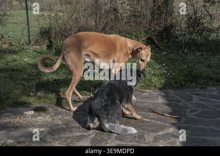 Ivo, der spanische windhund von galgo, und Bunji, der australische Rinderhund von Blue heeler, spielen zusammen Stockfoto