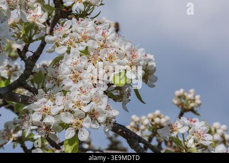 Birnenblüten blühen auf dem Baum Stockfoto