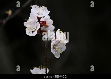Aprikosenblüte (Prunus armeniaca) Zweig-Makro-Nahaufnahme auf dunklem Hintergrund, Frühlingsblüte Stockfoto