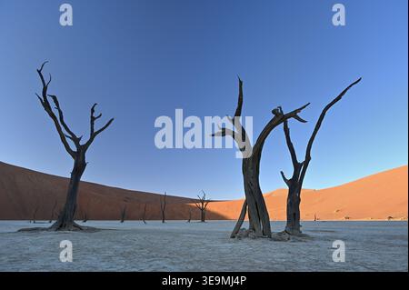 Tote Bäume und Sanddünen in Deadvlei, Sossusvlei, Namib-Naukluft-Nationalpark, Namibia Stockfoto