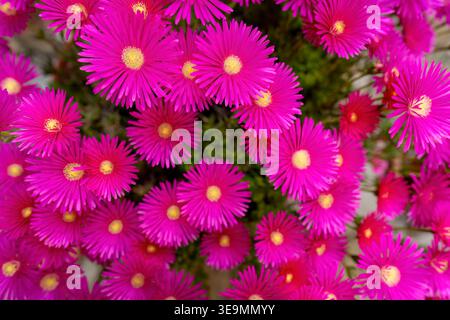 Leuchtende magentafarbene Astern mit gelben Mittelpunkten blühen dicht in Sizilien, Italien. Diese Gänseblümchen-ähnlichen Blumen zeigen leuchtend rosa Blüten in voller Blüte, perfekt Stockfoto