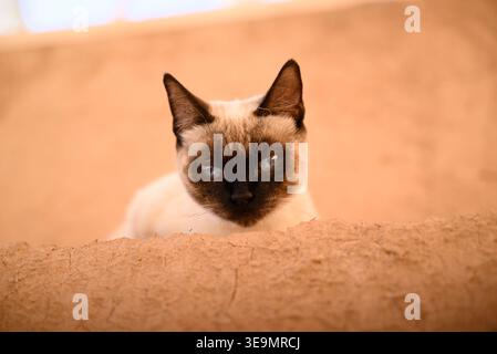 Siamkatze, die auf einer Sandsteinmauer in Marokko ruht, blickt direkt in die Kamera mit markanten blauen Augen Stockfoto