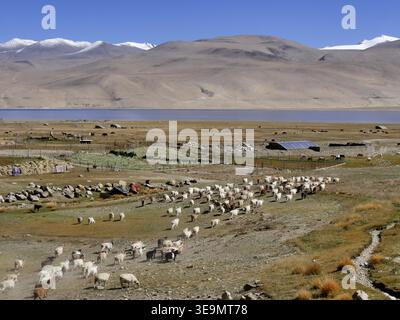 Herde von Kaschmirziegen aus Changthangi, die zu grünen Weiden am TSO Moriri See in Ladakh spazieren. Malerische Landschaft Stockfoto