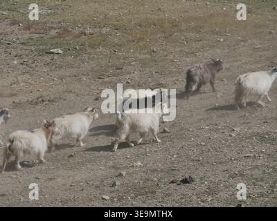 Paschmina Kaschmirziegen auf der Weide in Ladakh. Ziegenherde in der Region Changhtang Stockfoto
