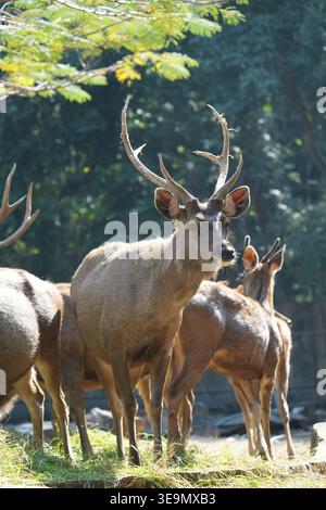 Majestätischer männlicher Sambar-Hirsch mit großen Geweihen in einem Zoogehege, Tierfotografie Stockfoto