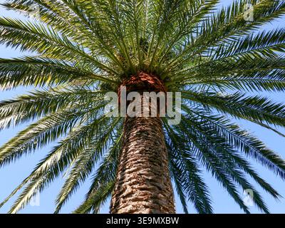 Ein wunderschöner Baldachin einer Dattelpalme (Phoenix dactylifera), fotografiert in der Nähe von La Matanza. La Matanza liegt an der Nordküste Teneriffas. Stockfoto