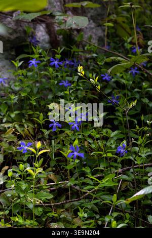 Blaue Blütenblätter blühen in einem Wald Stockfoto