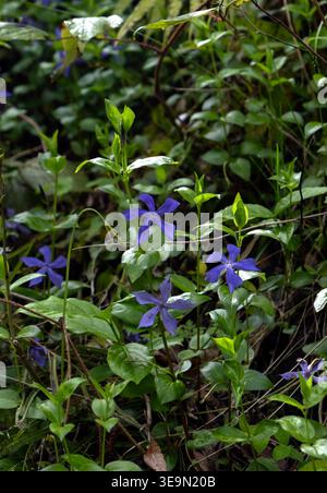 Blaue Blütenblätter blühen in einem Wald Stockfoto