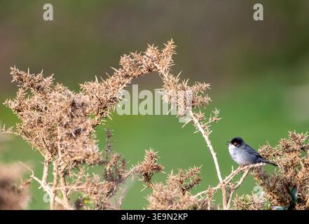 Sardischer Warbler, der auf einem Ast sitzt. Spanien. Stockfoto