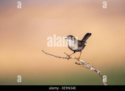Sardischer Warbler, der auf einem Ast sitzt. Spanien. Stockfoto