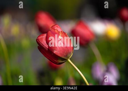 Leuchtend rote Tulpenblüte im Fokus mit geringer Schärfentiefe und weichem natürlichem Sonnenlicht Stockfoto