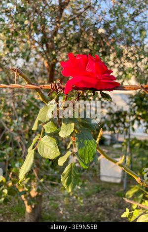 Rosa Hybrida Hybrid Tee Pflanze blüht zart schöne romantische rote Blütenblüten Frühling Hintergrund Nahaufnahme Stockfoto