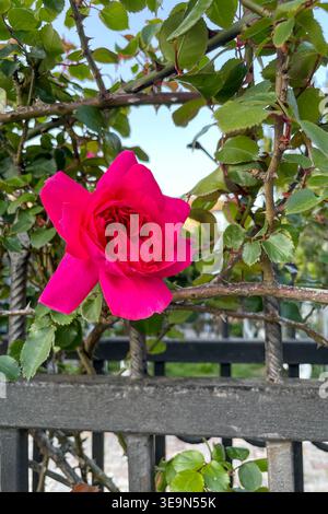 Rosa Hybrida Hybrid Tee Pflanze blüht zart schöne romantische rote Blütenblüten Frühling Hintergrund Nahaufnahme Stockfoto