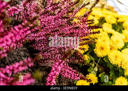 „Lebendige lila Heather Flowers with Yellow Chrysanthemen in Garden“ Stockfoto