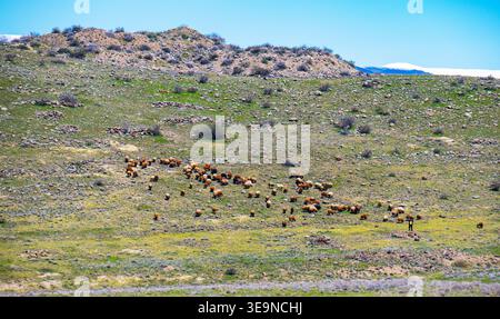 Schafherde, die auf grasbewachsenen Hügeln unter klarem blauem Himmel weiden Stockfoto