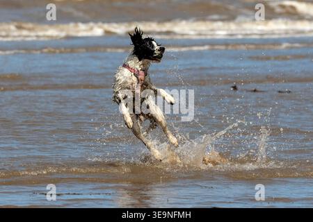 Southport, Merseyside, 19. April 2026. An einem schönen Frühlingssonntagmorgen hat ein Springer Spaniel den besten Tag aller Zeiten, wenn er am Strand von Southport spielt. Heller Sonnenschein, aber kühle Bedingungen brachten die Leute ans Meer, um Spaß in der Sonne zu haben. Quelle: Cernan Elias/Alamy Live News Stockfoto