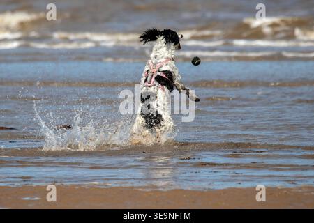 Southport, Merseyside, 19. April 2026. An einem schönen Frühlingssonntagmorgen hat ein Springer Spaniel den besten Tag aller Zeiten, wenn er am Strand von Southport spielt. Heller Sonnenschein, aber kühle Bedingungen brachten die Leute ans Meer, um Spaß in der Sonne zu haben. Quelle: Cernan Elias/Alamy Live News Stockfoto