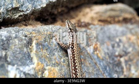 Podarcis muralis Eidechse beim Sonnenbaden auf einem Felsen in Meran, Italien. Stockfoto