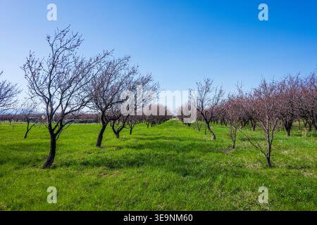 Blühende Baumreihen auf grünem Feld unter klarem blauem Himmel Stockfoto