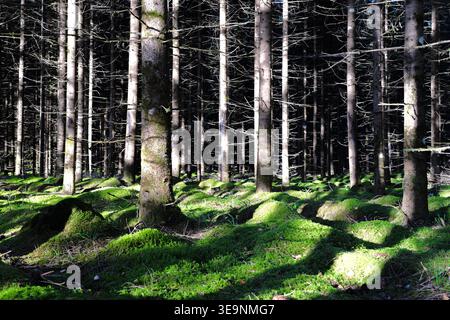 Moosbedeckter Fichtenwaldboden Stockfoto