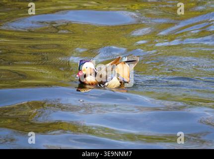 Nahaufnahme einer männlichen Mandarinenente (Aix galericulata) mit bunten Federn, die auf einem Teich oder See schwimmen Stockfoto