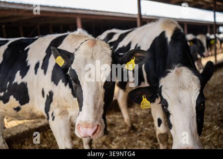 Holstein-Milchkälber stehen auf Strohbeet in der Scheune des Bauernhofes mit gelben Ohrmarken und schwarzweißen Mänteln für die Milchindustrie Stockfoto
