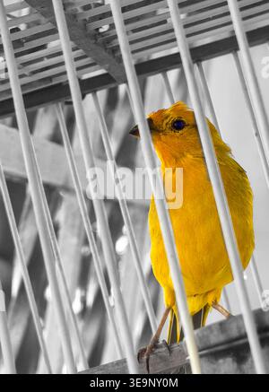 Nahaufnahme einer hellgelben safranfinke in einem weißen Drahtkäfig. Künstlerische selektive Farbfotografie mit monochromem Hintergrund Stockfoto