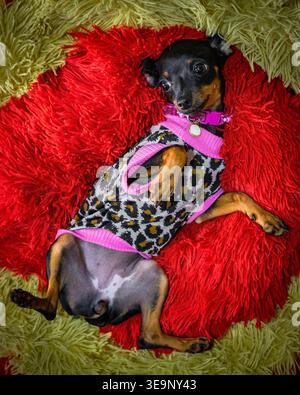 Ein verspielter, schwarz-brauner Hund mit einem stylischen Pullover liegt mit dem Bauch auf einem leuchtend rot-grünen flauschigen Teppich. Die gemütliche Umgebung unterstreicht den Charme des Hundes Stockfoto