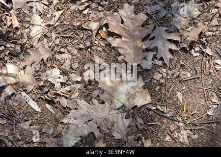 Trockene Eichenblätter und Waldschutt bedecken die Bodenoberfläche in einer natürlichen Waldlandschaft Stockfoto