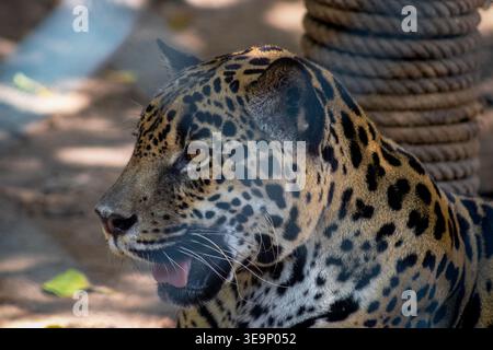 Ein jaguar liegt in einem Zoogehege. Das Tier hat ein schwarz-weiß gepunktetes Fell und eine gelbe Nase Stockfoto