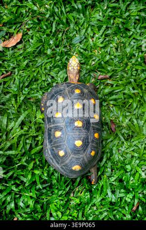 Ein Schuss über dem Kopf einer Rotfuß-Schildkröte, die sich über frisches grünes Gras bewegt und die gemusterte Schale und die markanten gelb-orangen Flecken in einer üppigen Umgebung hervorhebt Stockfoto