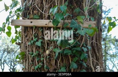 Ivy Reben klettern auf einem Baumstamm mit rauer Rinde in einer Waldlandschaft im Freien Stockfoto