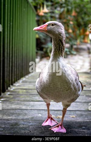 Hausgans mit rosafarbenem Schnabel und Füßen, die auf einem hölzernen Gehweg aufmerksam stehen, umgeben von grünem Laub in einer ruhigen Gartenumgebung. Stockfoto
