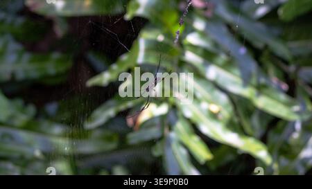 Nahaufnahme einer Spinne auf ihrem Netz mit grünen Blättern im Hintergrund, gefangen in einem tropischen Waldgebiet. Stockfoto