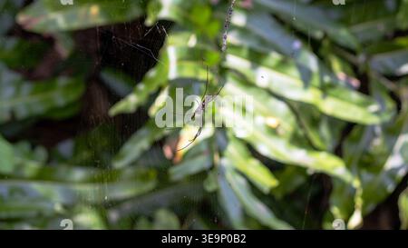 Nahaufnahme einer Spinne auf ihrem Netz mit grünen Blättern im Hintergrund, gefangen in einem tropischen Waldgebiet. Stockfoto