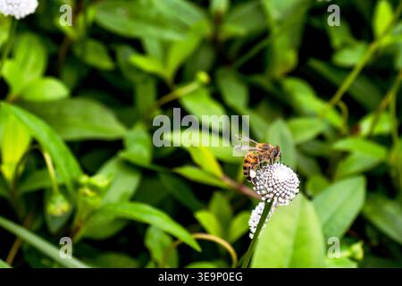 Eine lebendige Makroaufnahme einer Biene auf einer weißen Wildblume, umgeben von üppig grünem Laub, die den Bestäubungsprozess der Natur im Detail unterstreicht. Stockfoto