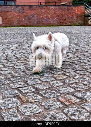 Ein Hund mit blauem Kragen steht auf einem Bürgersteig. Der Hund hat ein skrupelloses Aussehen und er schaut in die Kamera Stockfoto