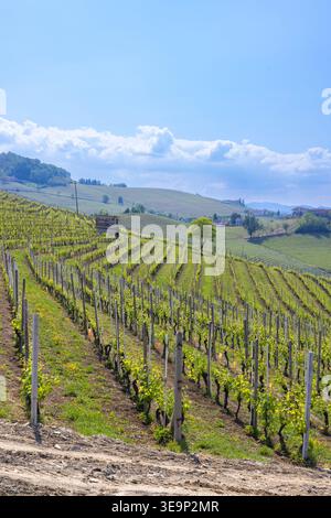 Weinberge mit sanften Hügeln unter blauem Himmel in der Region Langhe Stockfoto