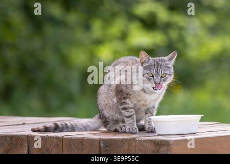 Graue Tabbykatze sitzt auf Holztisch und leckt sich den Mund, Lutowiska, Polen Stockfoto