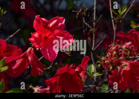 Horizontale Ansicht der sonnendurchfluteten rot-rosa Azalea (Rhododendron) Blumen, die auf einem Sträucher blühen, im Kontrast zu dichten dunklen Schatten in einem Frühlingsgarten. Stockfoto