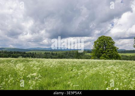 Grünes Feld mit weißen Wildblumen mit Wald und Bergen unter dramatischem bewölktem Himmel Stockfoto
