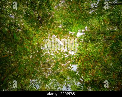 Blick nach oben auf ein Bambusdach mit dichten grünen Blättern und Sonnenlicht, das durchströmt, schafft eine natürliche tropische Szene. Stockfoto