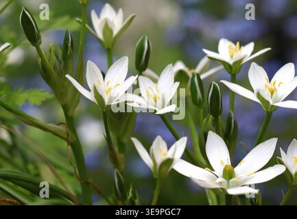 Eine Nahaufnahme des Sterns von Bethlehem, Ornithogalum umbellatum, der im Frühling wild wächst. Norfolk, England. Stockfoto