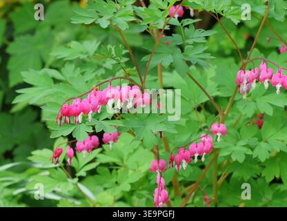 Dicentra Spectabilis, blutende Herzen, blüht im Frühling. England. Stockfoto